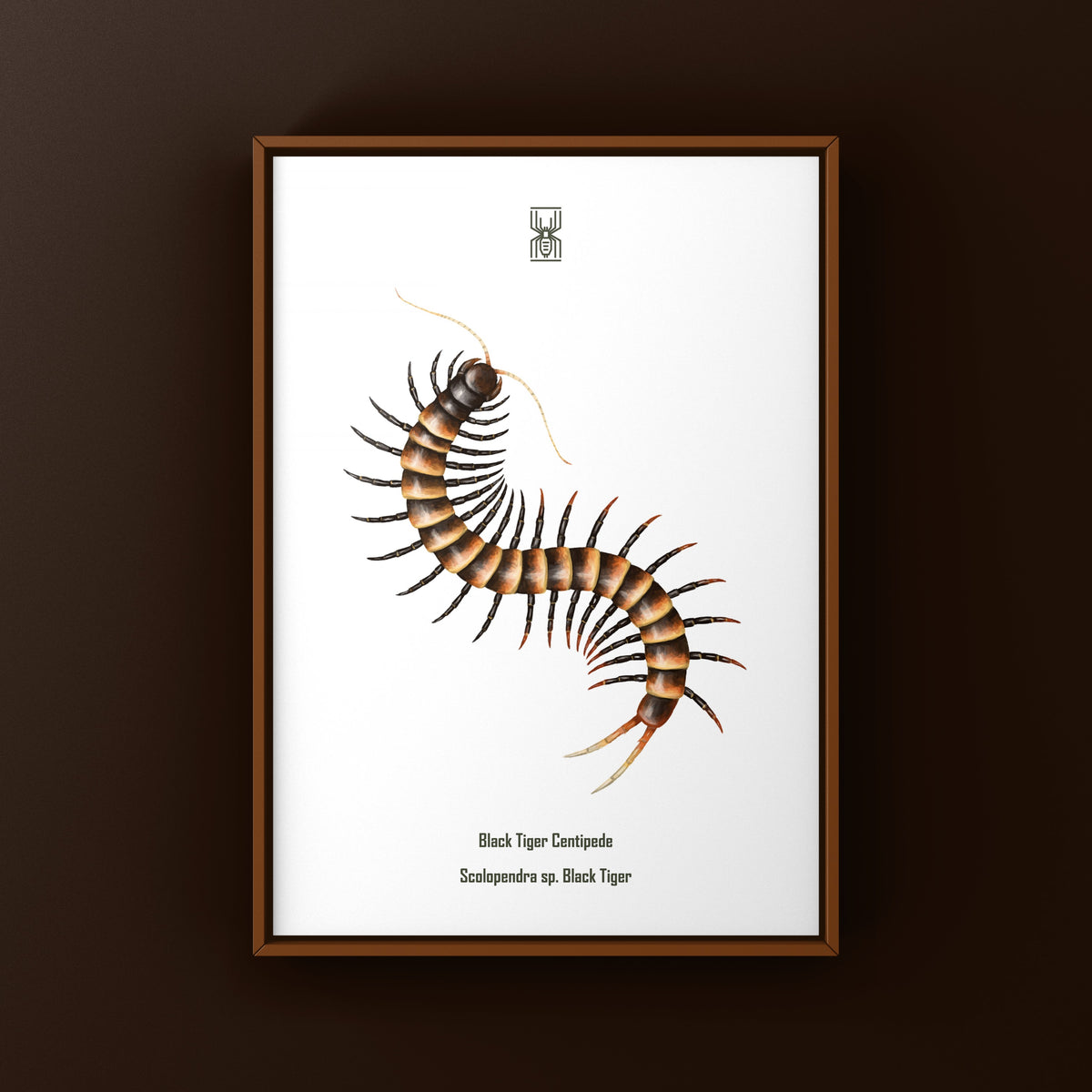 Black Tiger Centipede Art Print (Scolopendra sp. Black Tiger) from The Silk Ranch