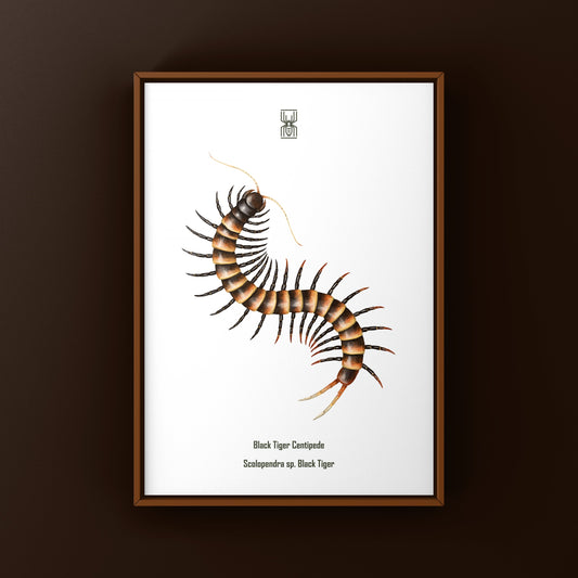 Black Tiger Centipede Art Print (Scolopendra sp. Black Tiger) from The Silk Ranch
