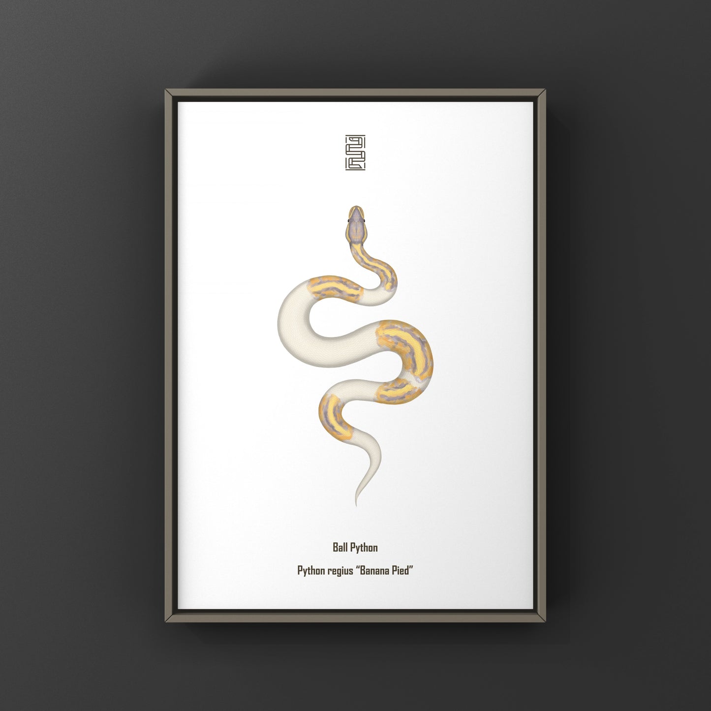Banana Pied Ball Python Art Print from The Silk Ranch