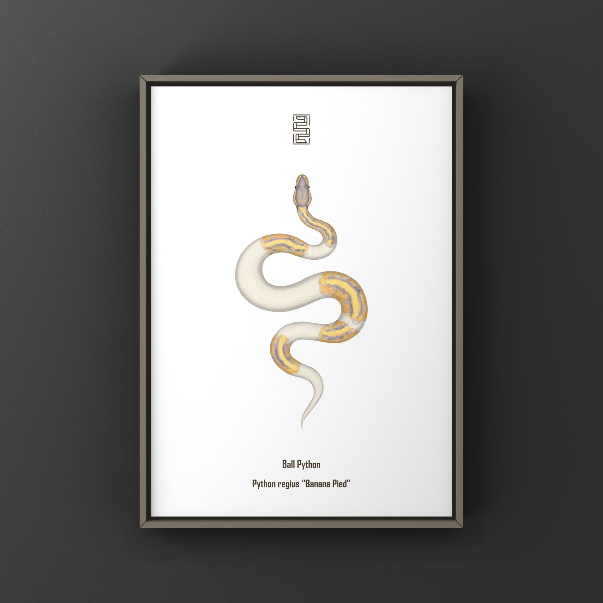 Banana Pied Ball Python Art Print from The Silk Ranch