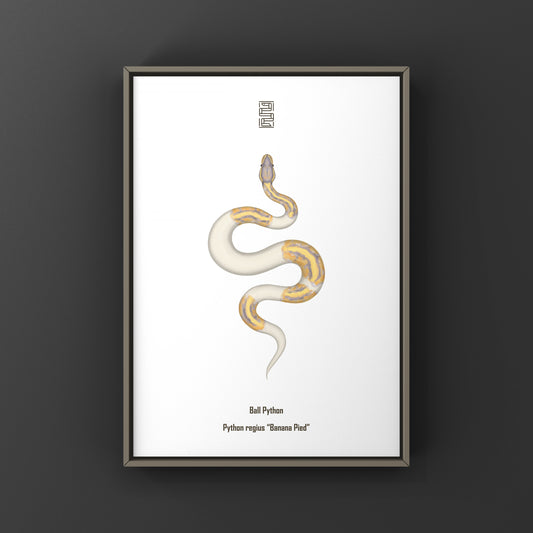 Banana Pied Ball Python Art Print from The Silk Ranch