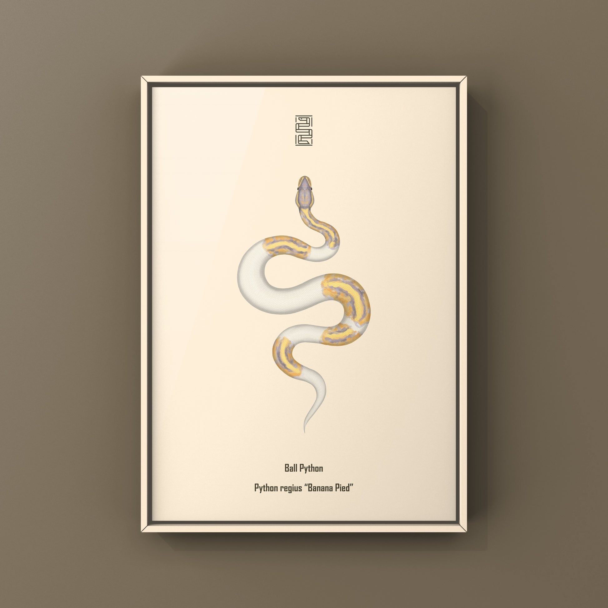 Banana Pied Ball Python Art Print from The Silk Ranch