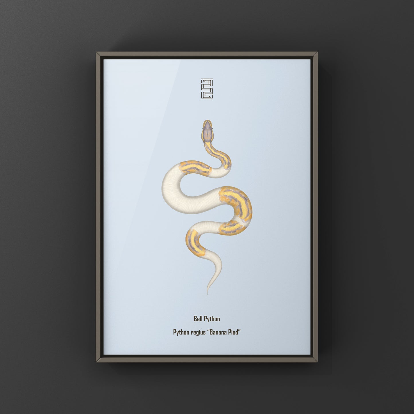 Banana Pied Ball Python Art Print from The Silk Ranch