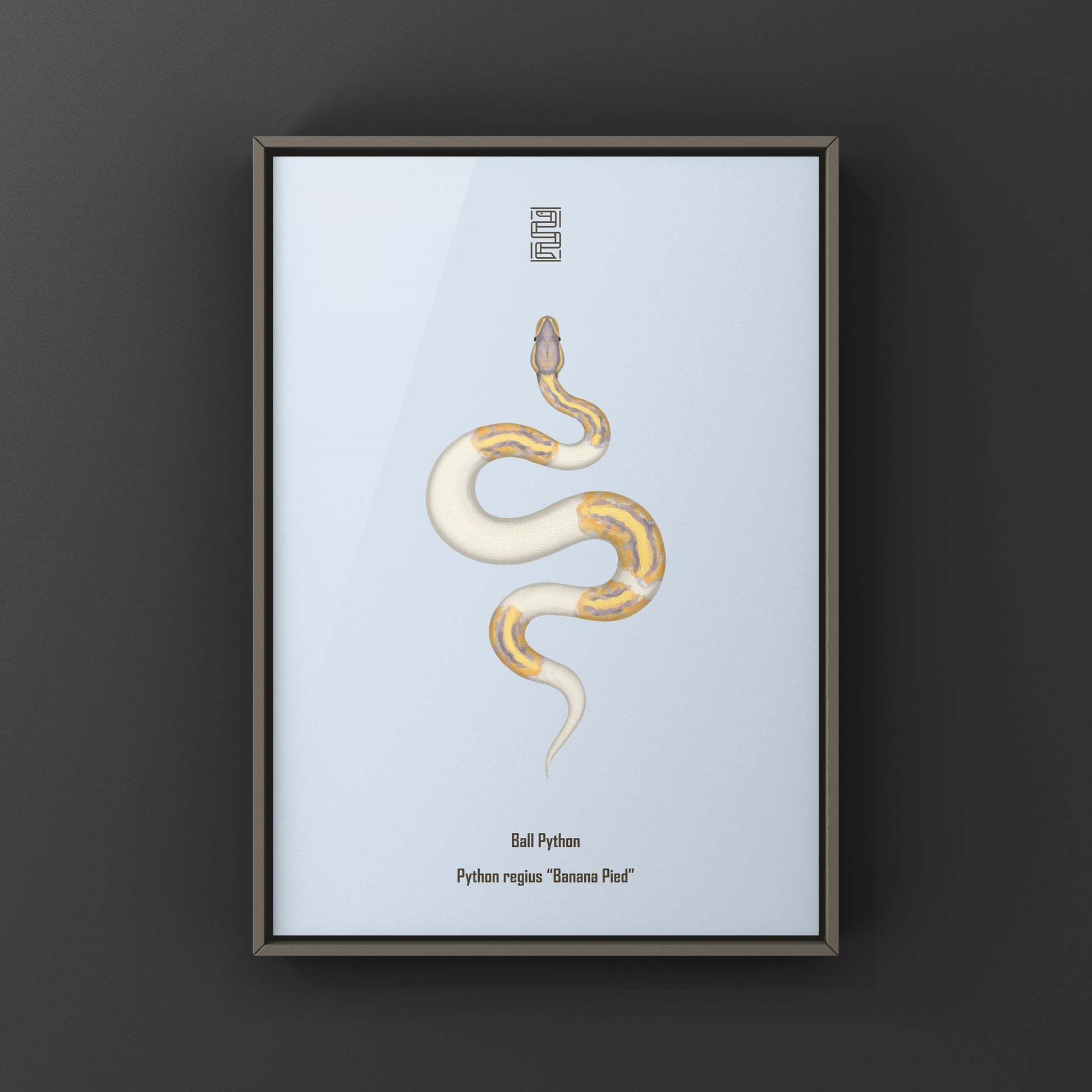 Banana Pied Ball Python Art Print from The Silk Ranch
