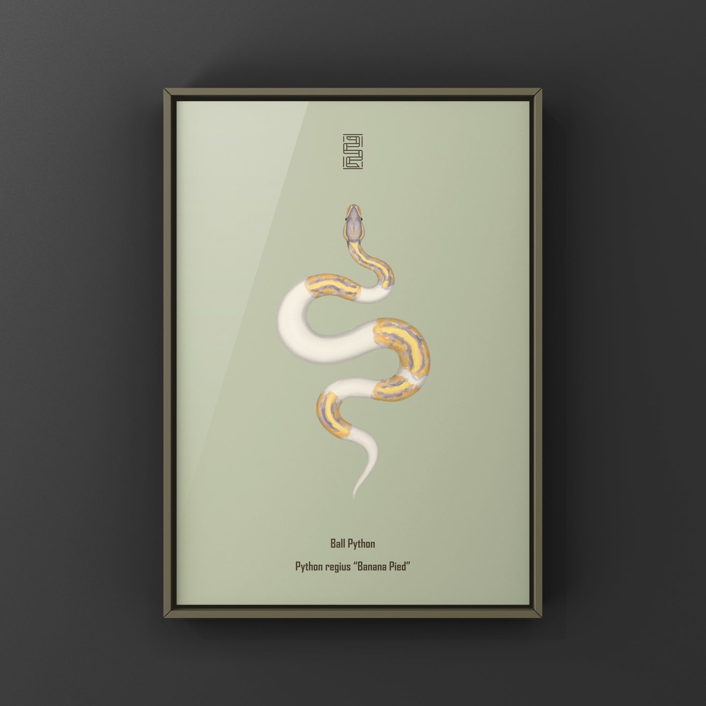 Banana Pied Ball Python Art Print from The Silk Ranch