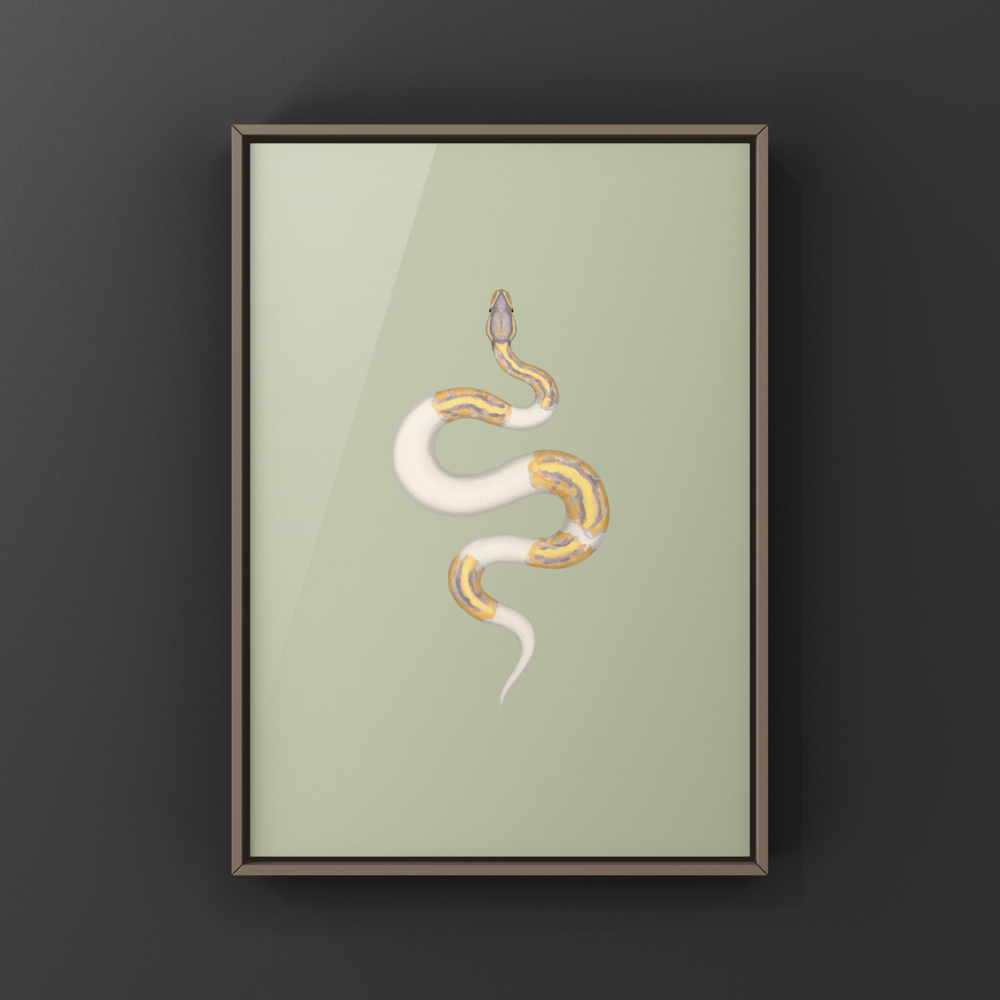 Banana Pied Ball Python Art Print from The Silk Ranch