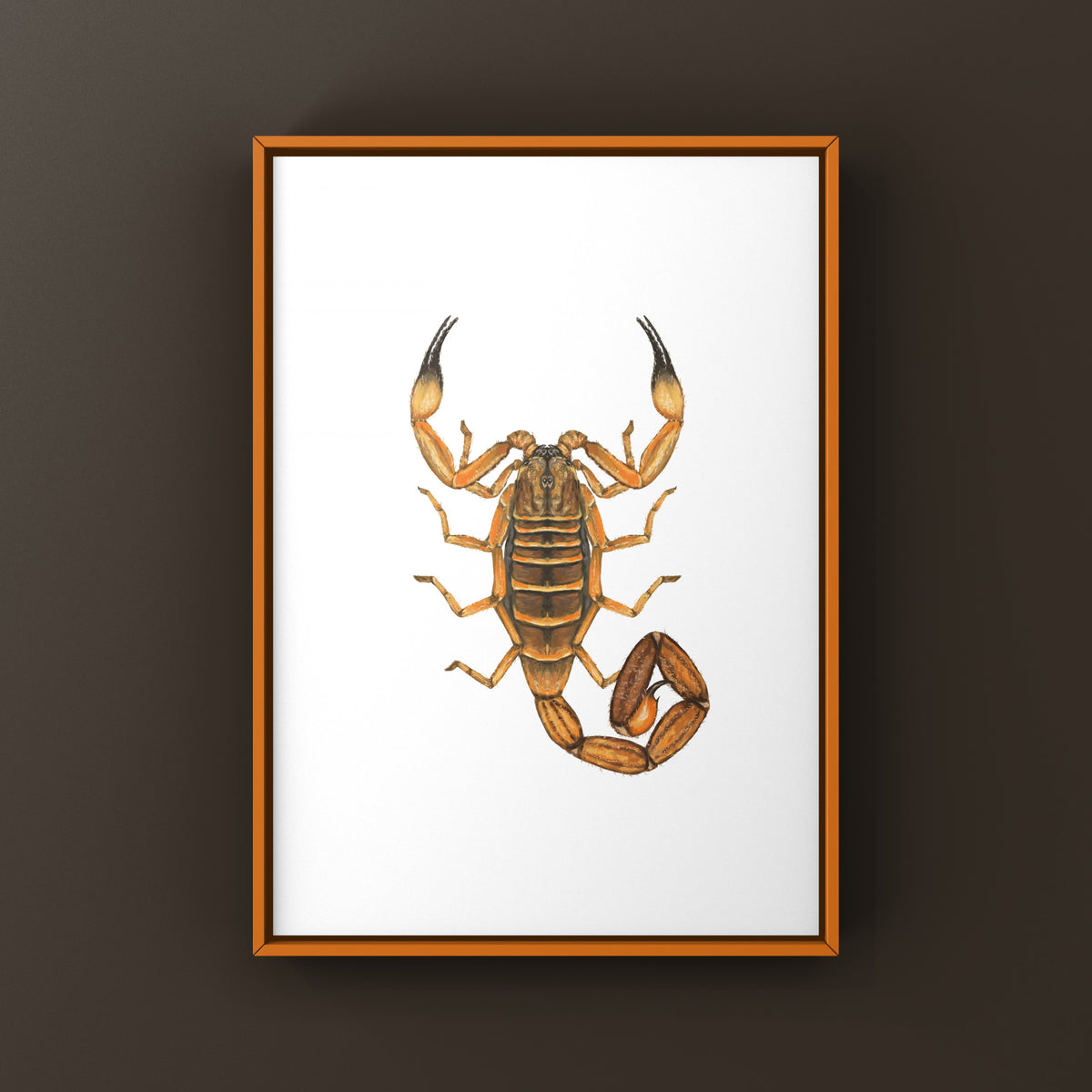 Red Bark Scorpion Art Print (Babycurus jacksoni) from The Silk Ranch