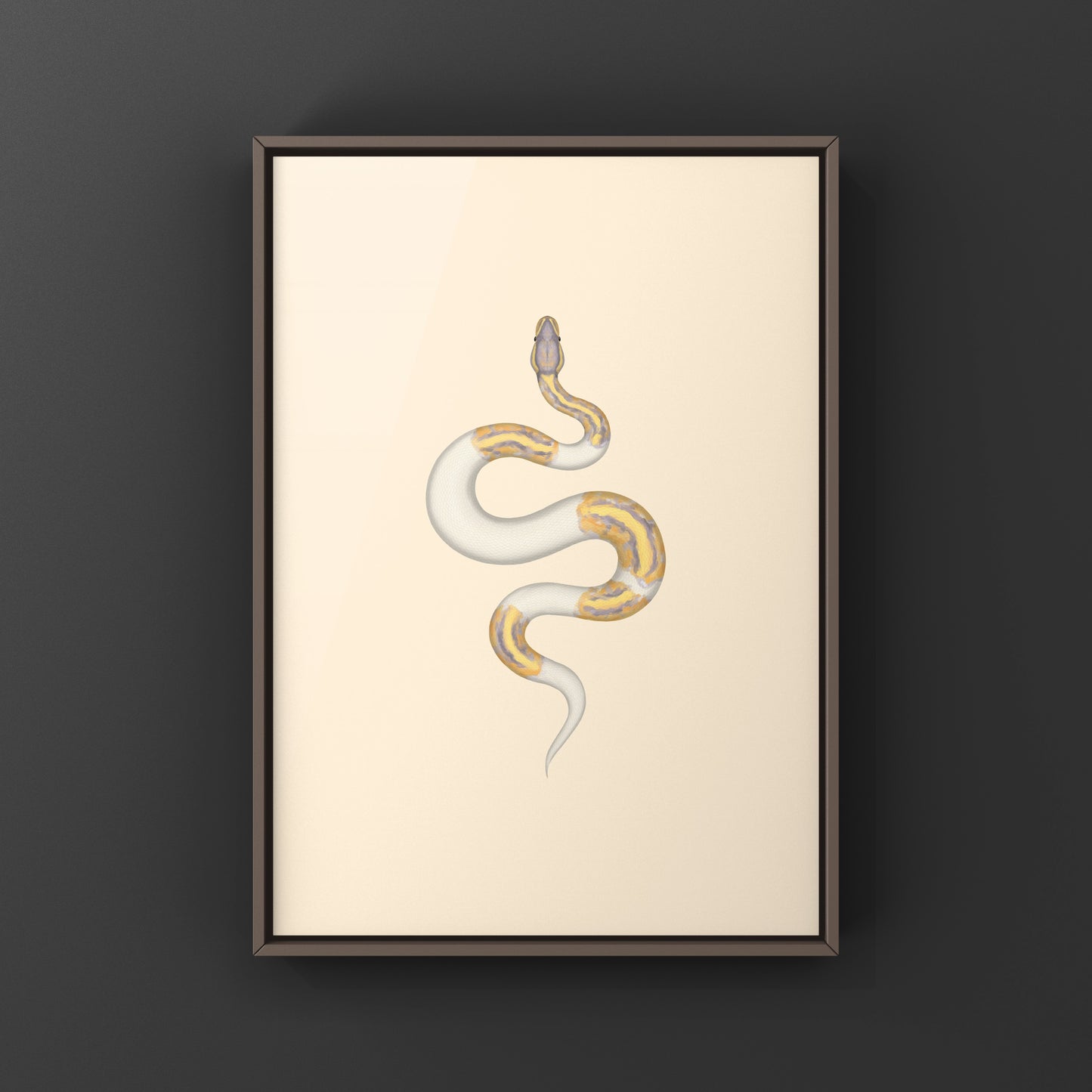 Banana Pied Ball Python Art Print from The Silk Ranch