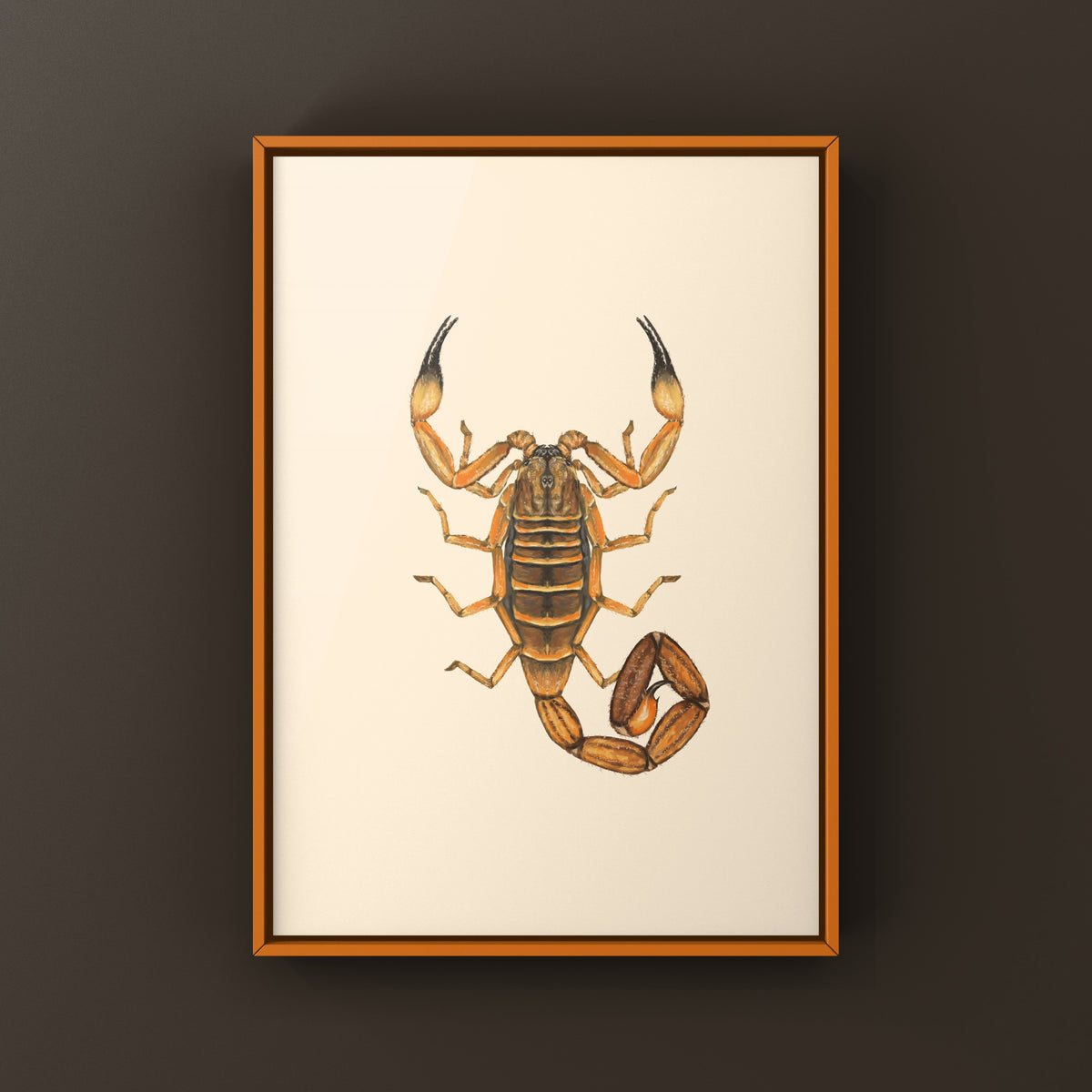 Red Bark Scorpion Art Print (Babycurus jacksoni) from The Silk Ranch