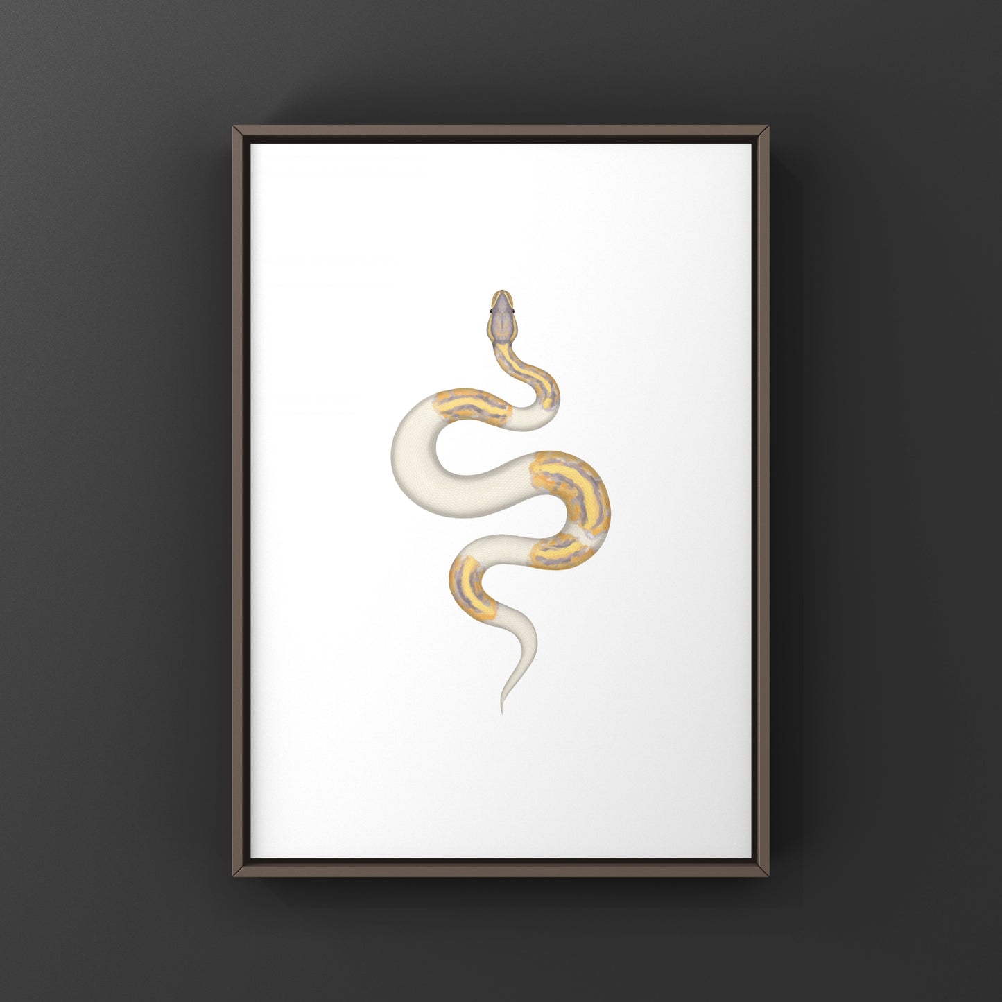 Banana Pied Ball Python Art Print from The Silk Ranch