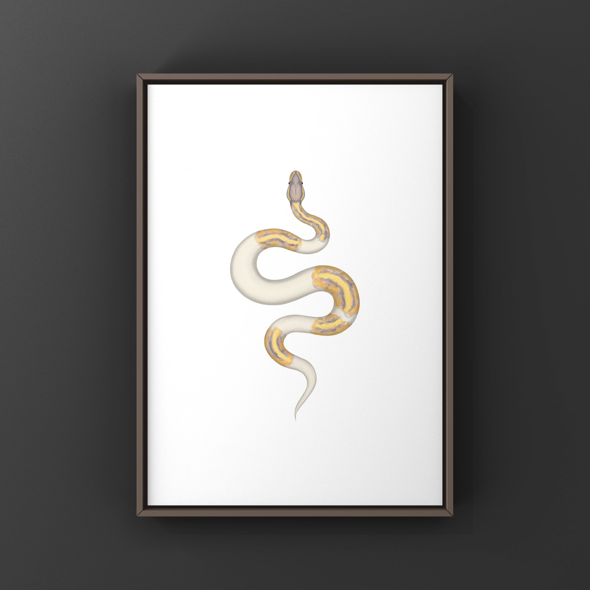 Banana Pied Ball Python Art Print from The Silk Ranch