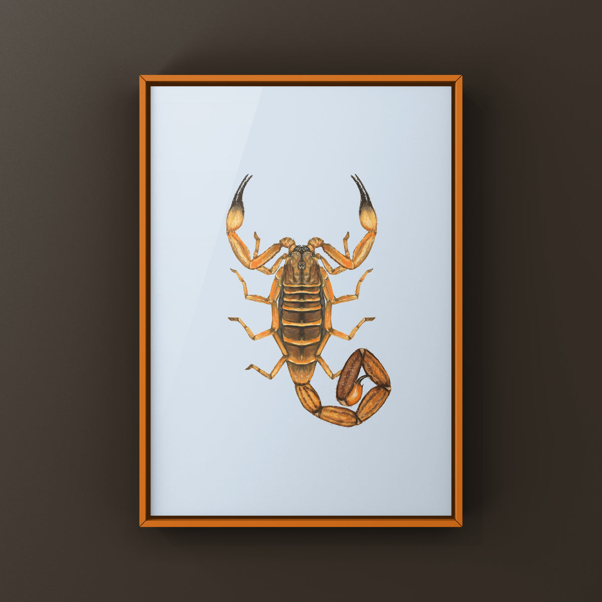 Red Bark Scorpion Art Print (Babycurus jacksoni) from The Silk Ranch
