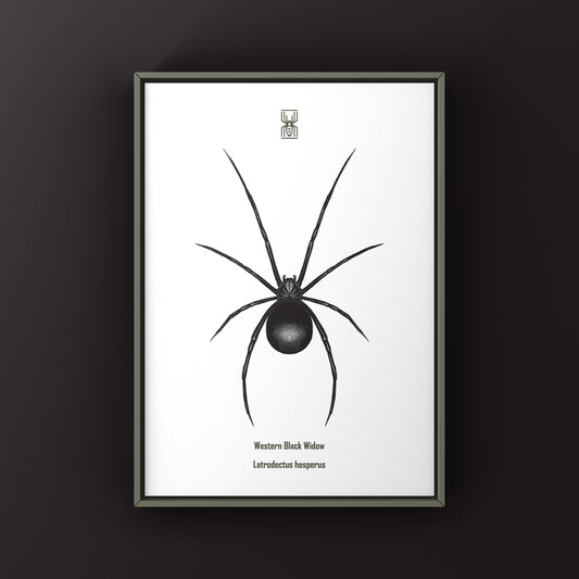 Western Black Widow (Latrodectus hesperus) Art Print
