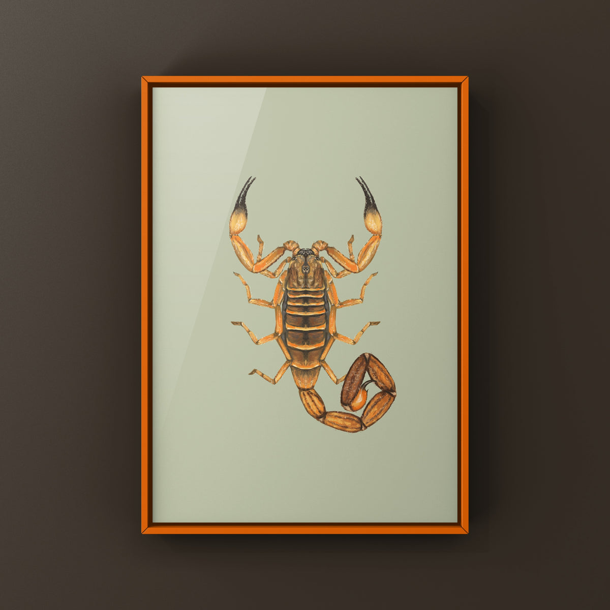 Red Bark Scorpion Art Print (Babycurus jacksoni) from The Silk Ranch