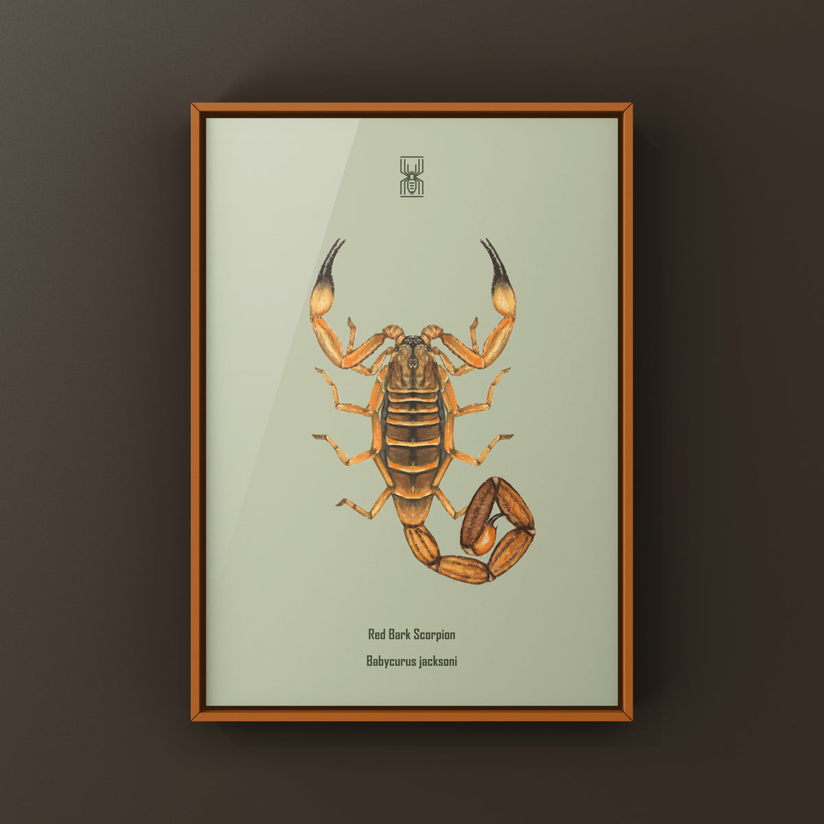 Red Bark Scorpion Art Print (Babycurus jacksoni) from The Silk Ranch
