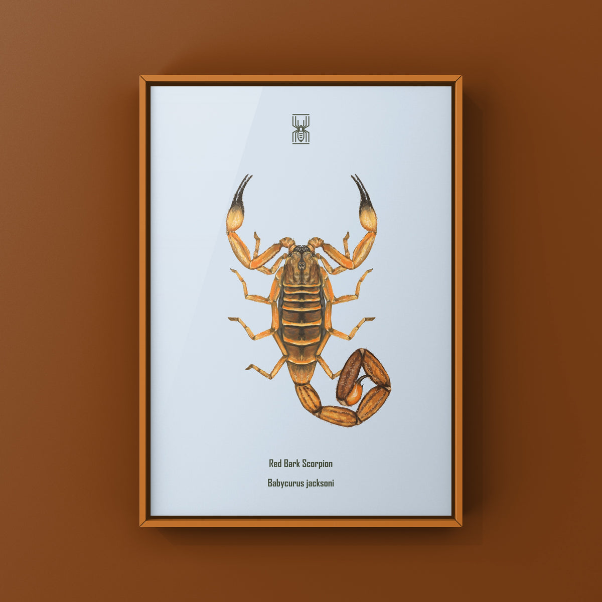 Red Bark Scorpion Art Print (Babycurus jacksoni) from The Silk Ranch