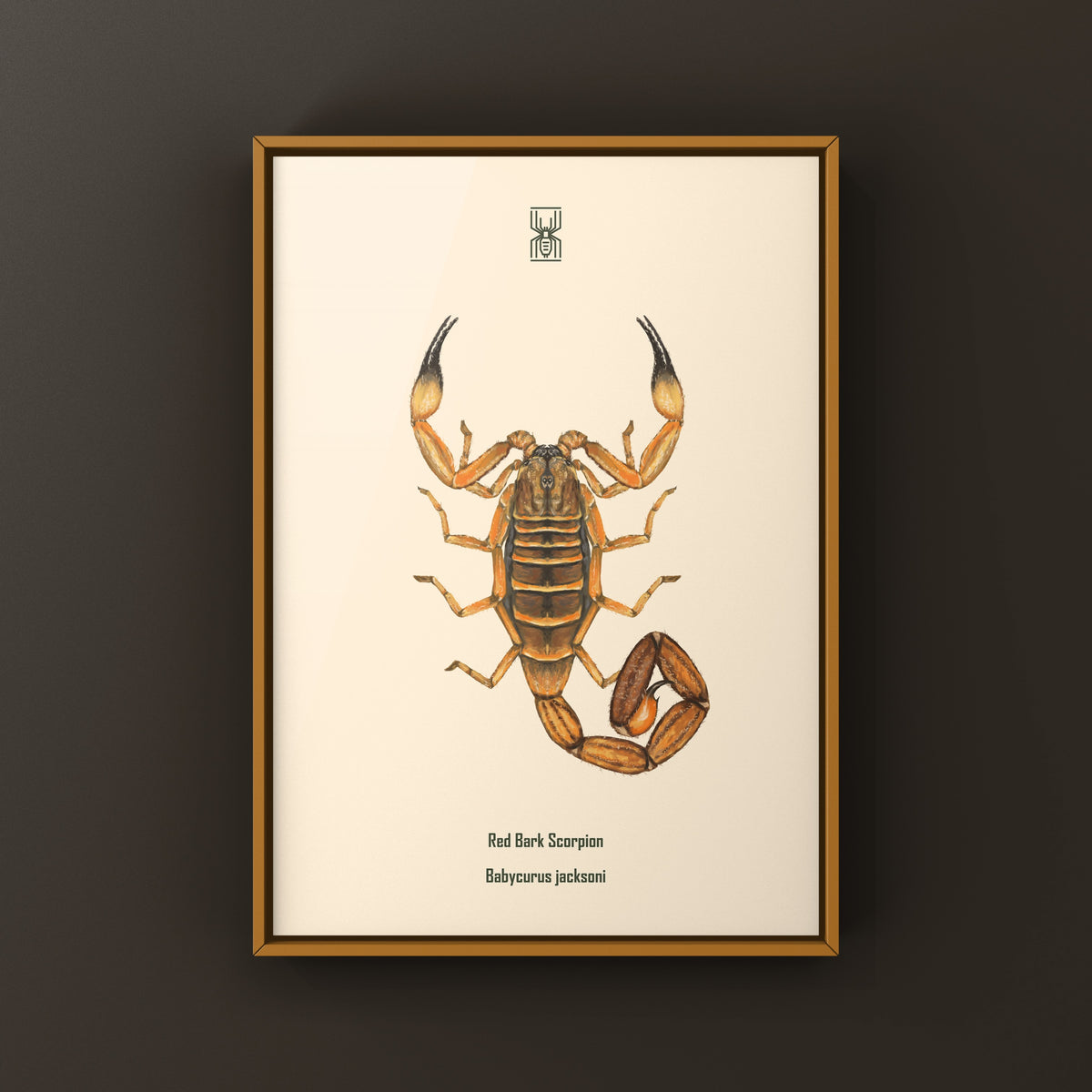 Red Bark Scorpion Art Print (Babycurus jacksoni) from The Silk Ranch