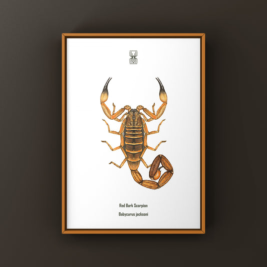 Red Bark Scorpion Art Print (Babycurus jacksoni) from The Silk Ranch