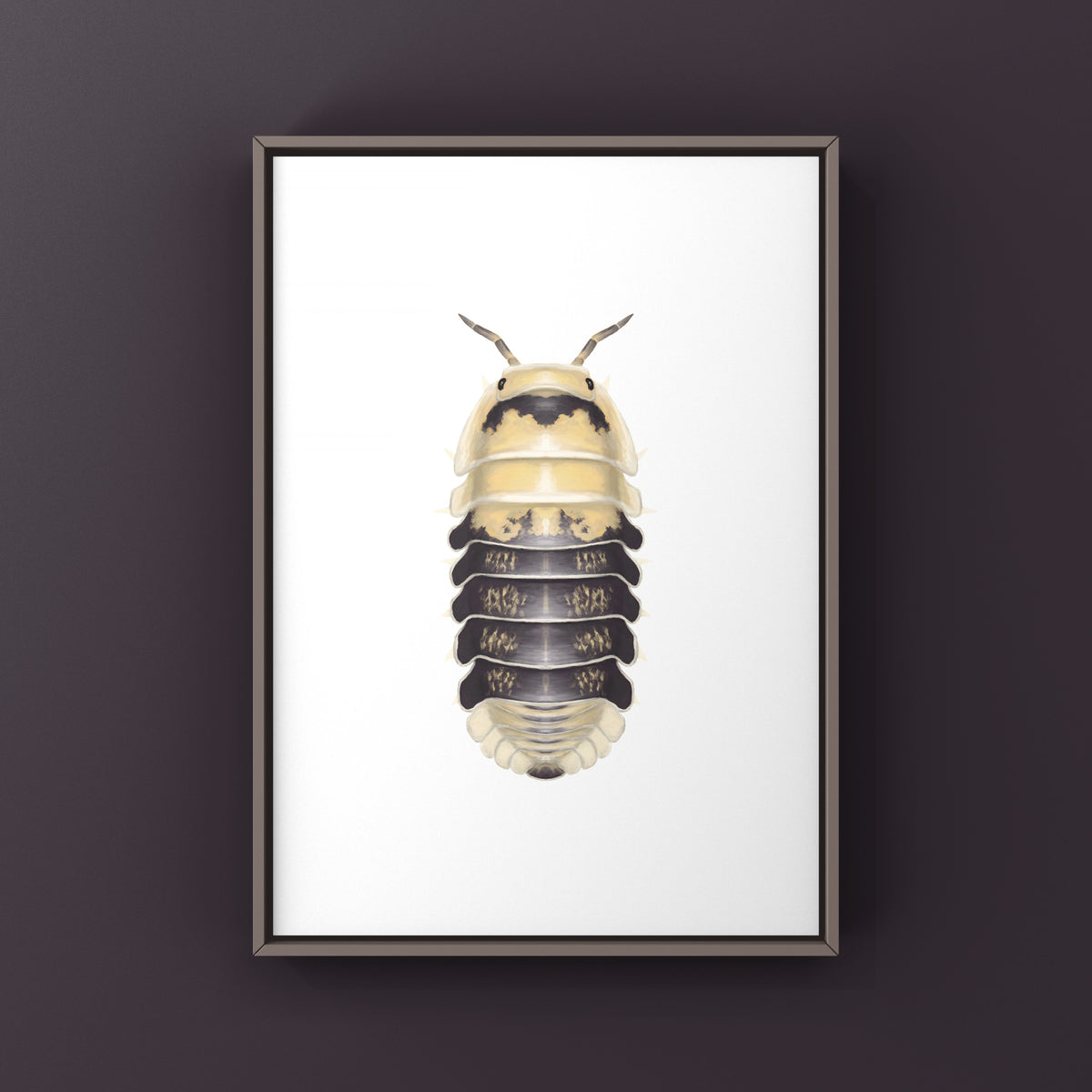 Snow Bee Isopod Art Print (Cubaris sp. Snow Bee) from The Silk Ranch