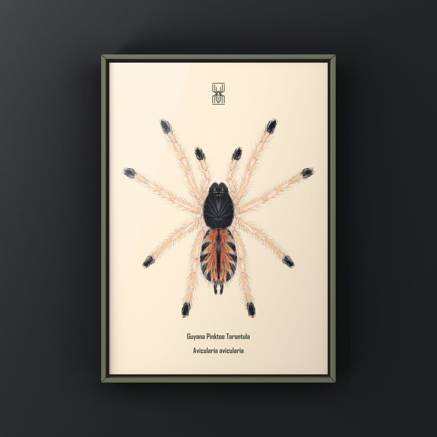 Guyana Pinktoe Tarantula Spiderling (Avicularia Avicularia) Art Print