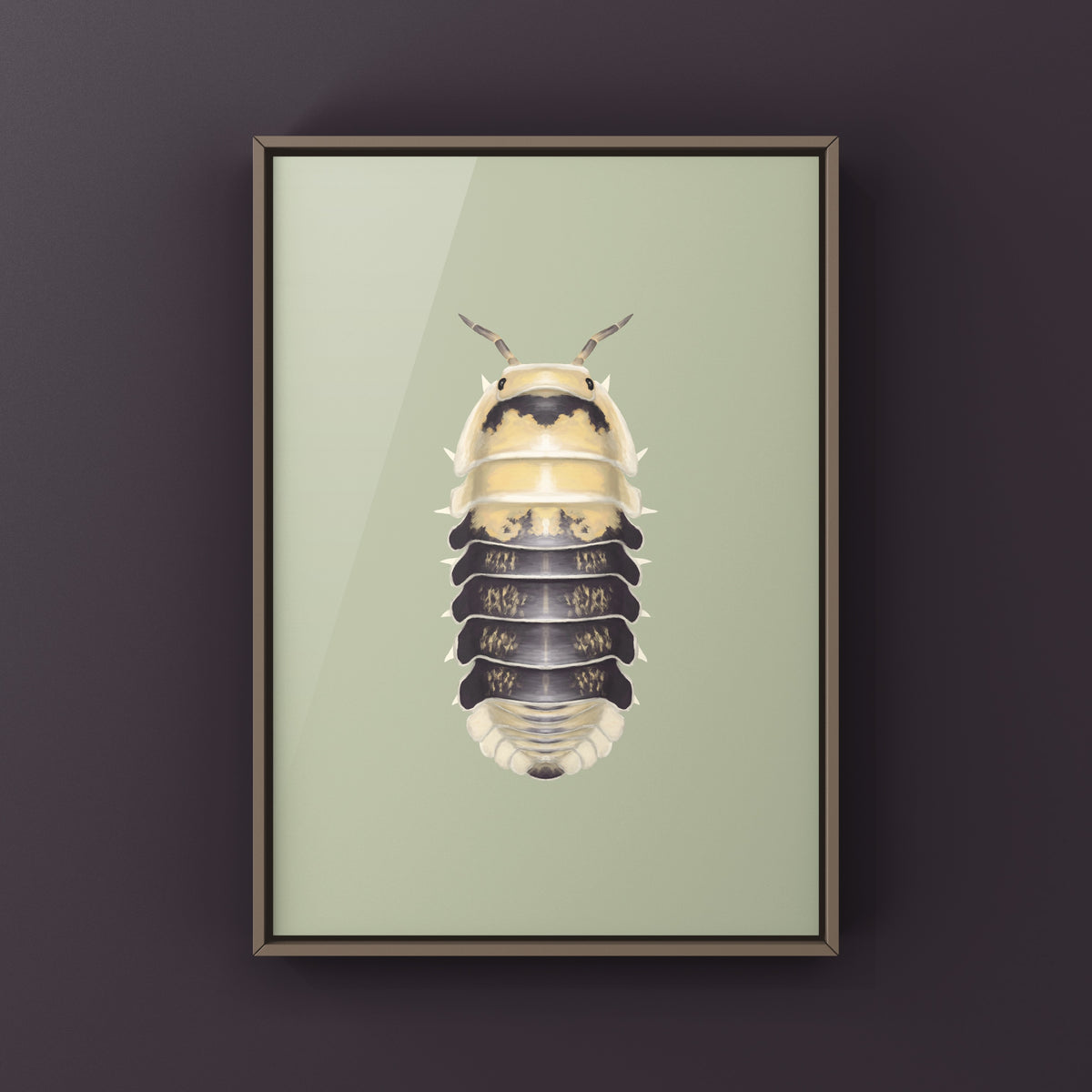 Snow Bee Isopod Art Print (Cubaris sp. Snow Bee) from The Silk Ranch
