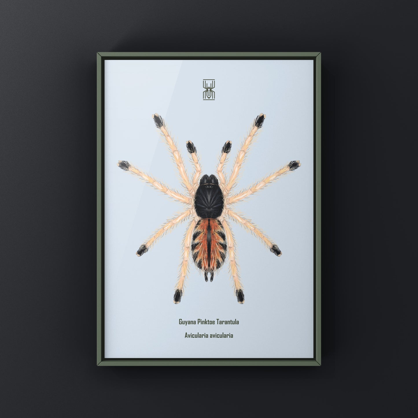 Guyana Pinktoe Tarantula Spiderling (Avicularia Avicularia) Art Print