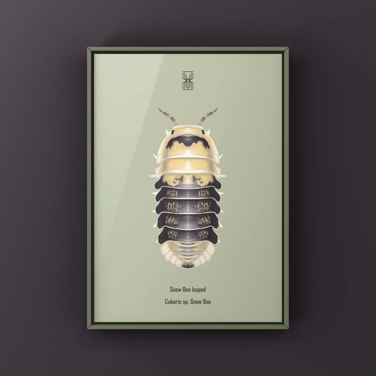 Snow Bee Isopod Art Print (Cubaris sp. Snow Bee) from The Silk Ranch