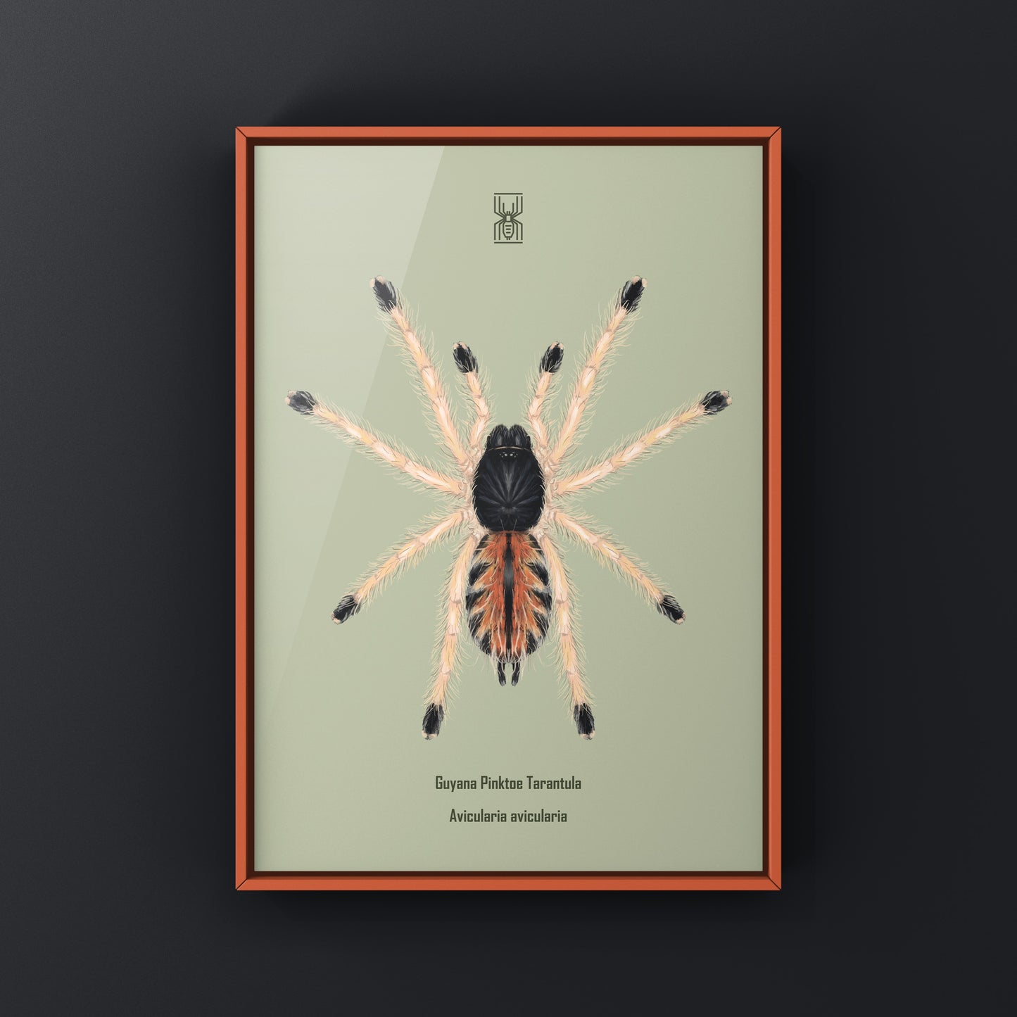 Guyana Pinktoe Tarantula Spiderling (Avicularia Avicularia) Art Print