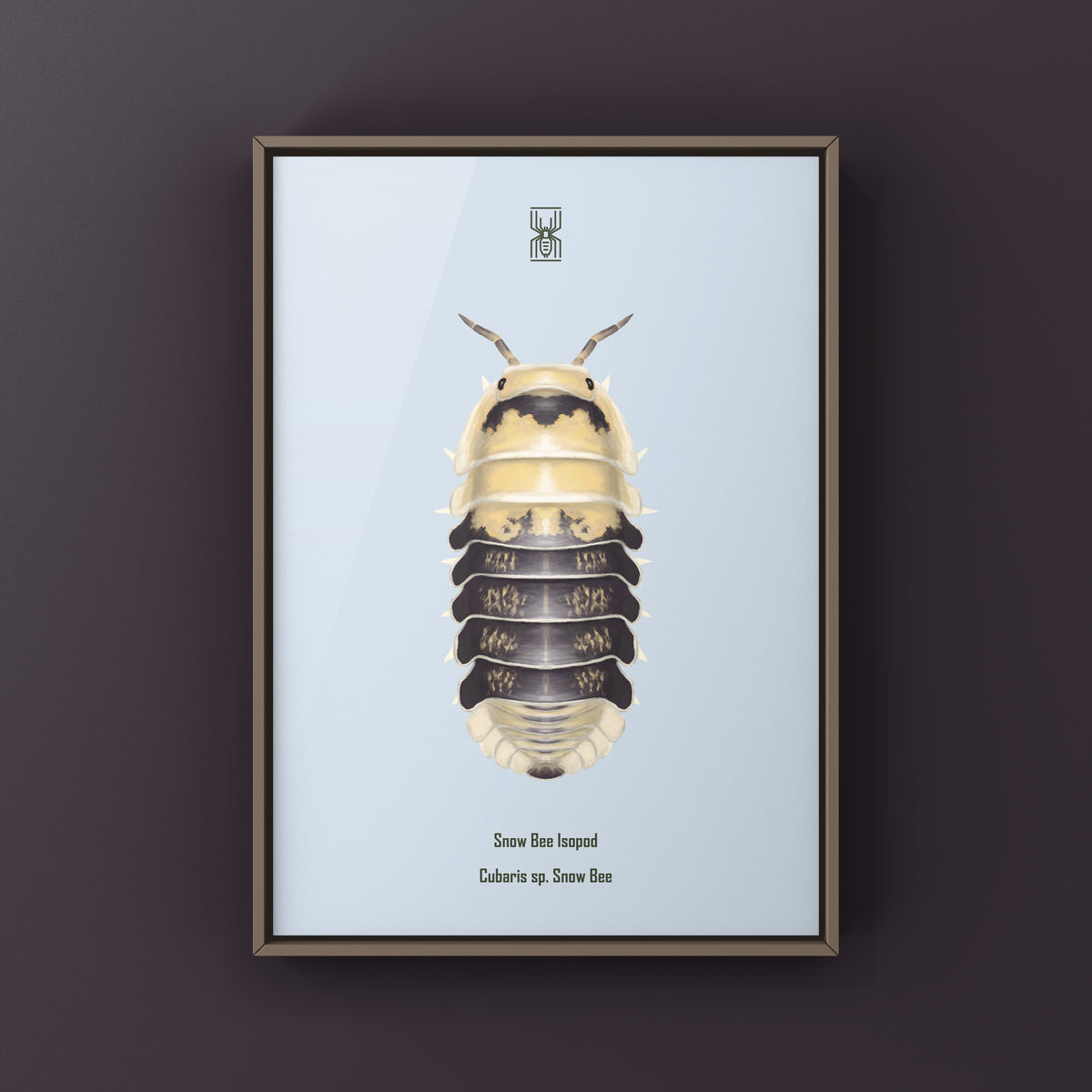 Snow Bee Isopod Art Print (Cubaris sp. Snow Bee) from The Silk Ranch