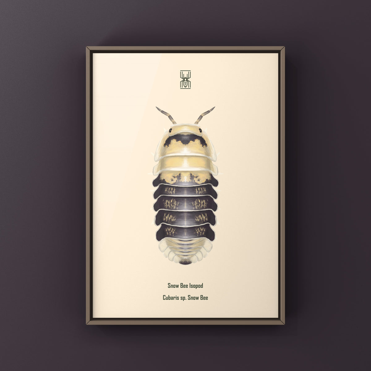 Snow Bee Isopod Art Print (Cubaris sp. Snow Bee) from The Silk Ranch