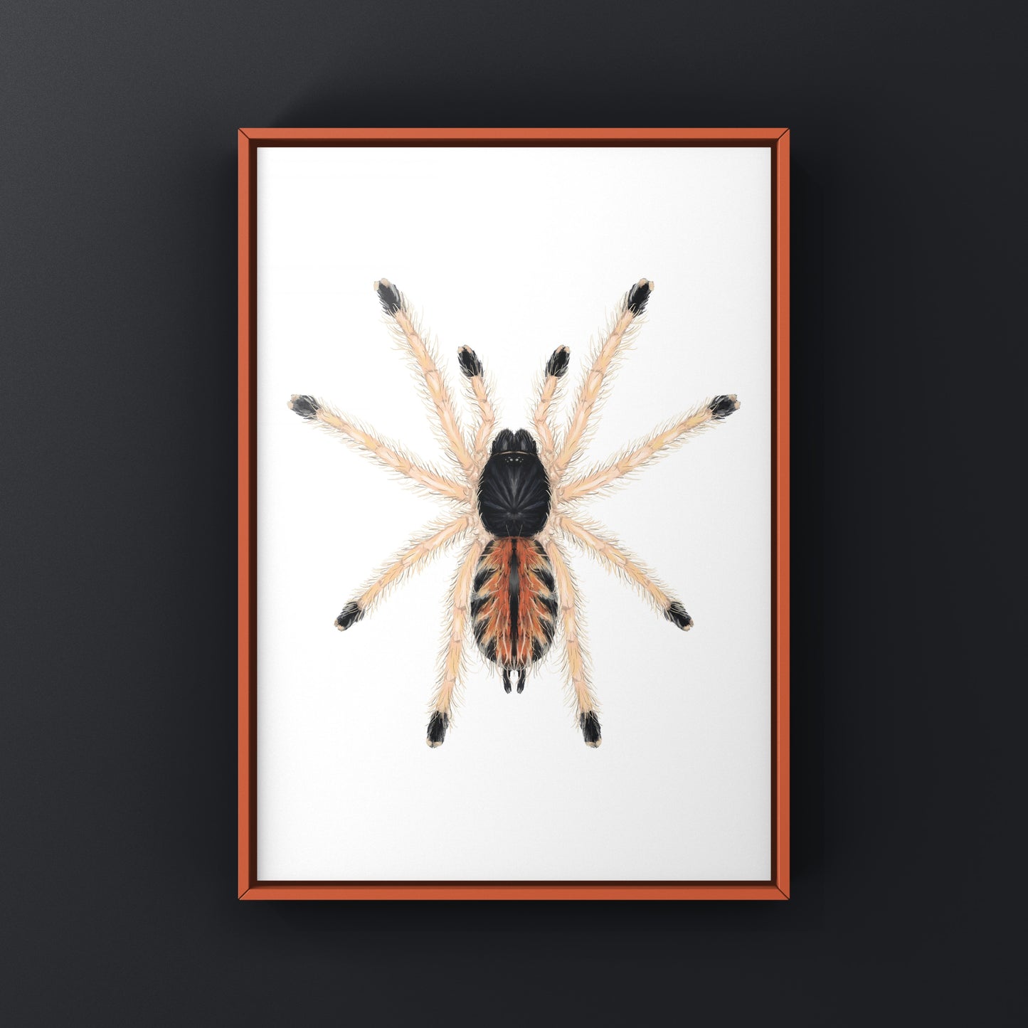 Guyana Pinktoe Tarantula Spiderling (Avicularia Avicularia) Art Print