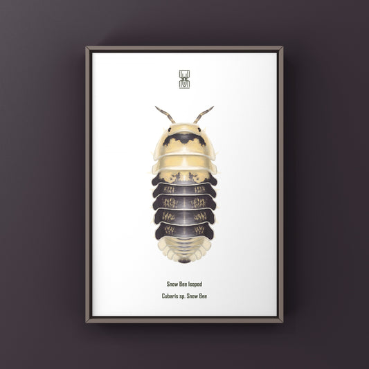 Snow Bee Isopod art print by The Silk Ranch featuring detailed illustration of Cubaris sp. Snow Bee on white background.