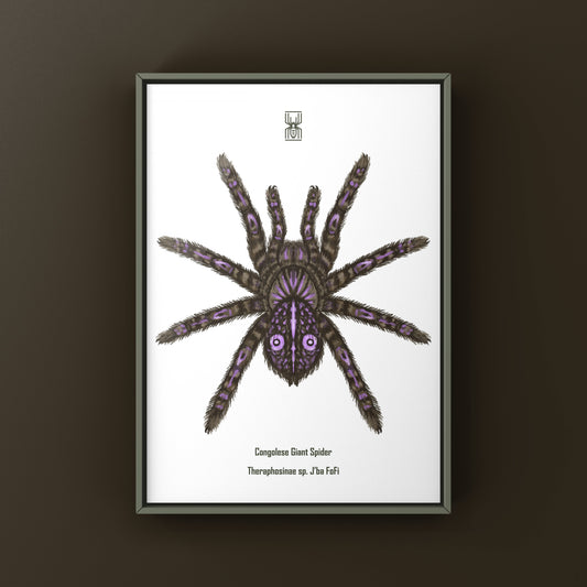 Congolese Giant Spider art print by The Silk Ranch, featuring detailed Theraphosinae sp. J'ba FoFi illustration on paper.