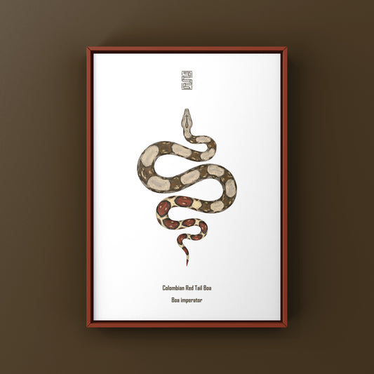 Colombian Red Tail Boa Art Print