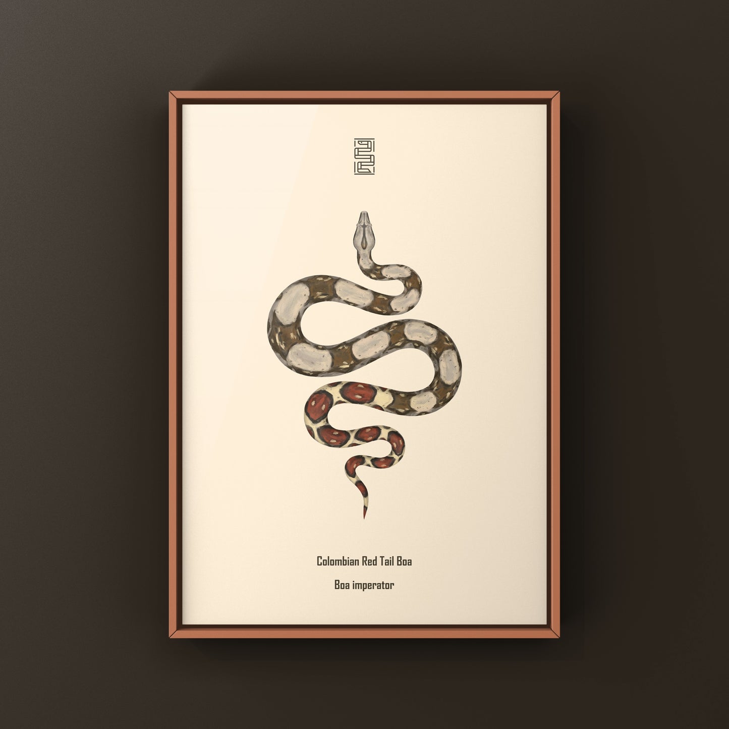 Colombian Red Tail Boa Art Print