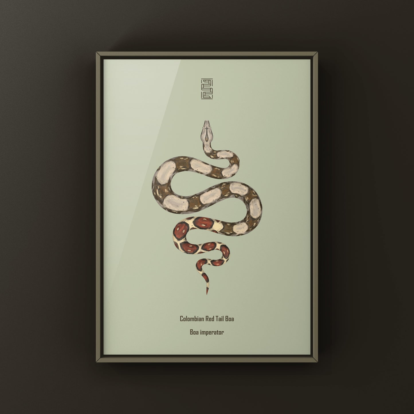 Colombian Red Tail Boa Art Print