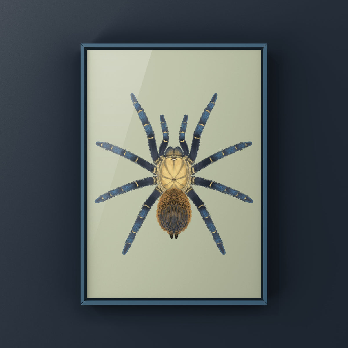 Royal Blue Beauty Tarantula Art Print (Theraphosinae sp. Kingfisher) from The Silk Ranch