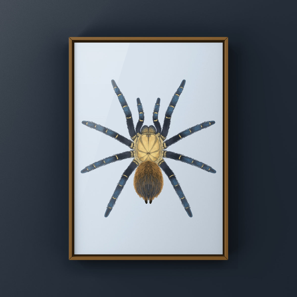 Royal Blue Beauty Tarantula Art Print (Theraphosinae sp. Kingfisher) from The Silk Ranch