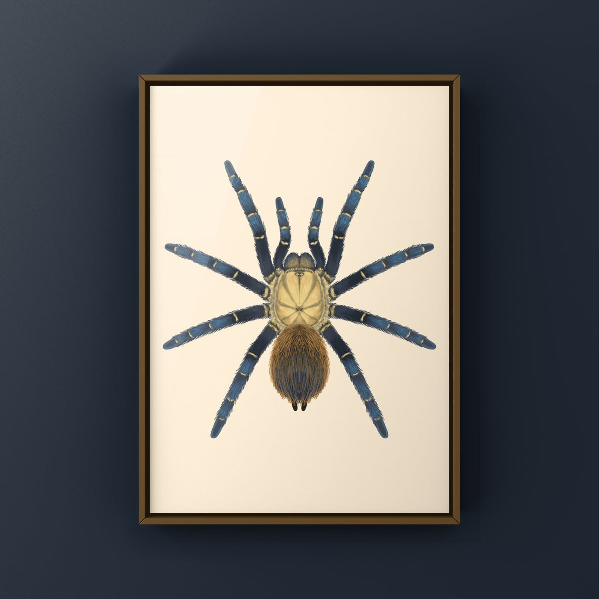 Royal Blue Beauty Tarantula Art Print (Theraphosinae sp. Kingfisher) from The Silk Ranch