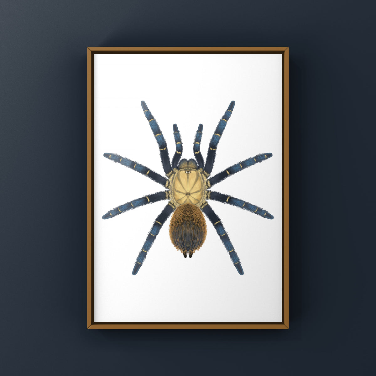 Royal Blue Beauty Tarantula Art Print (Theraphosinae sp. Kingfisher) from The Silk Ranch