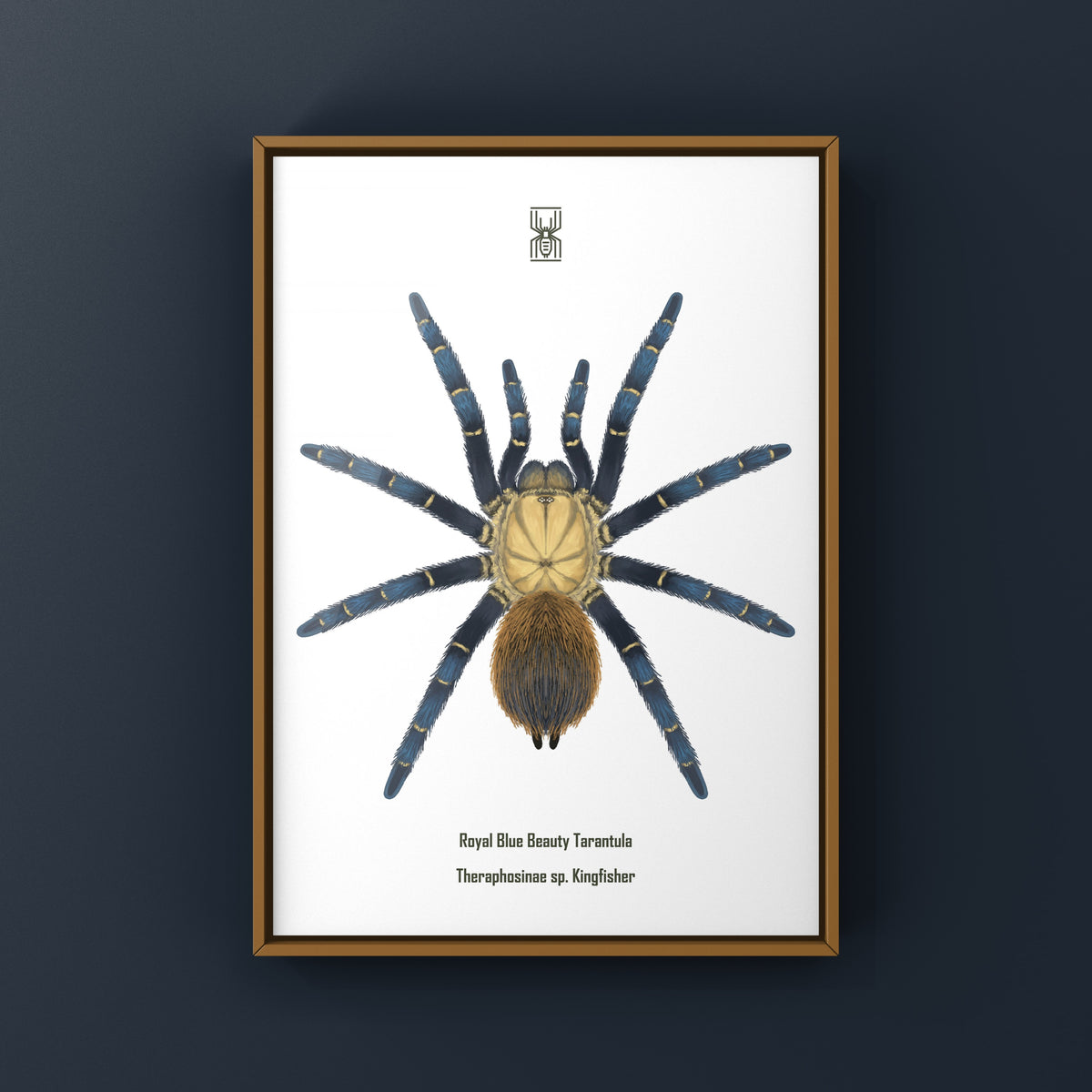 Royal Blue Beauty Tarantula Art Print (Theraphosinae sp. Kingfisher) from The Silk Ranch