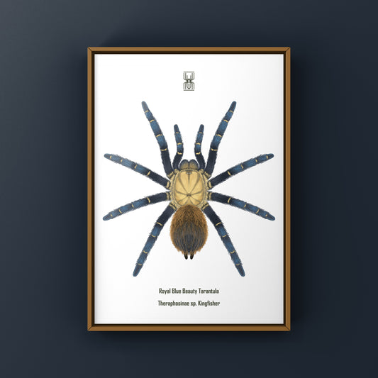 Royal blue tarantula art print featuring Theraphosinae sp. Kingfisher, showcasing detailed, vibrant arachnid illustration by The Silk Ranch.