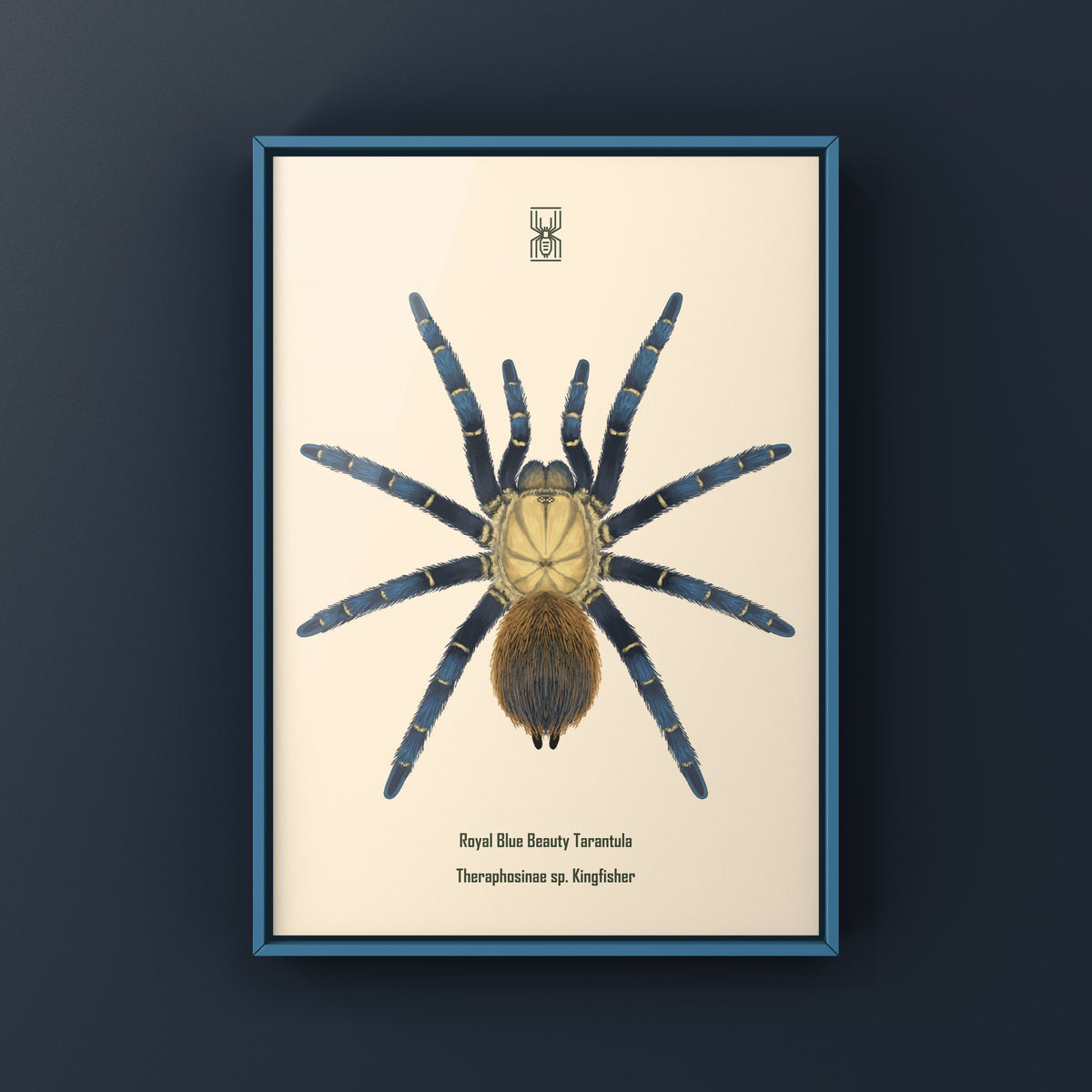Royal Blue Beauty Tarantula Art Print (Theraphosinae sp. Kingfisher) from The Silk Ranch