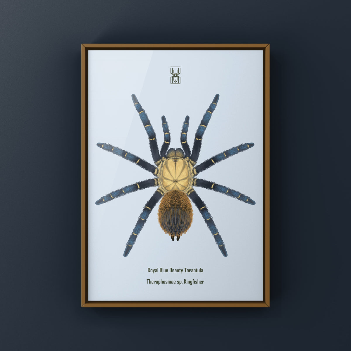 Royal Blue Beauty Tarantula Art Print (Theraphosinae sp. Kingfisher) from The Silk Ranch