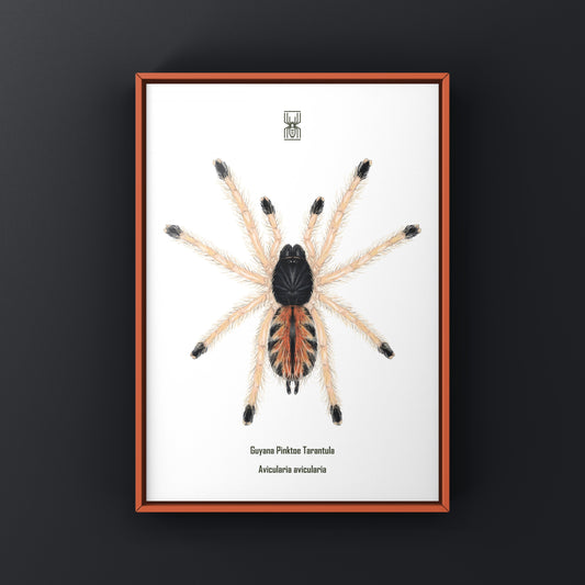 Guyana Pinktoe Tarantula Spiderling (Avicularia Avicularia) Art Print