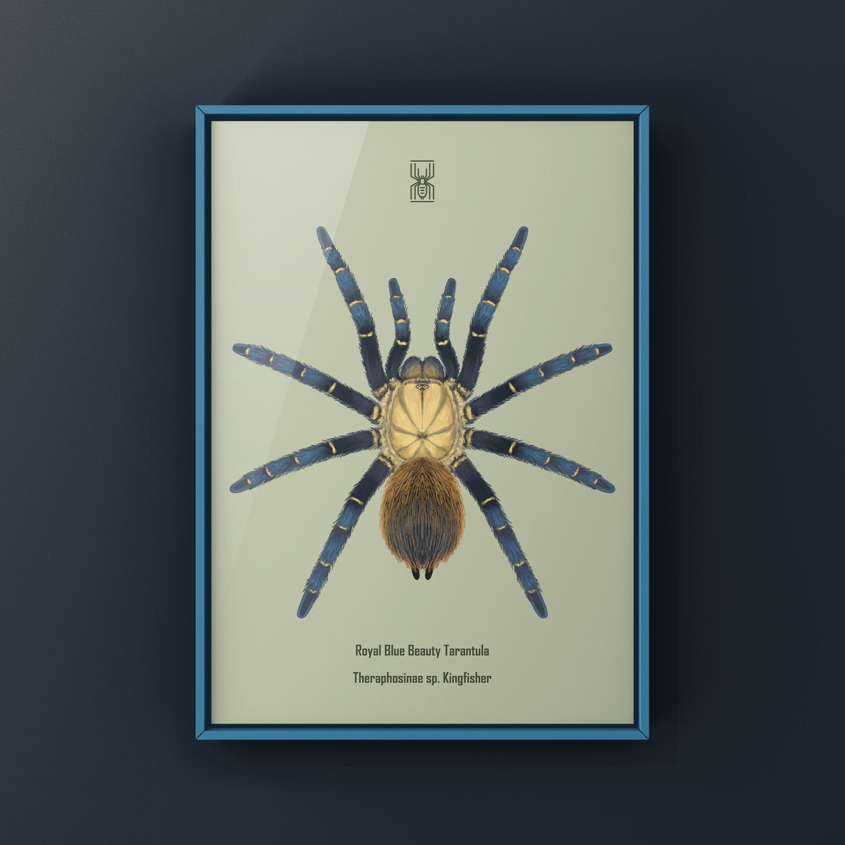Royal Blue Beauty Tarantula Art Print (Theraphosinae sp. Kingfisher) from The Silk Ranch