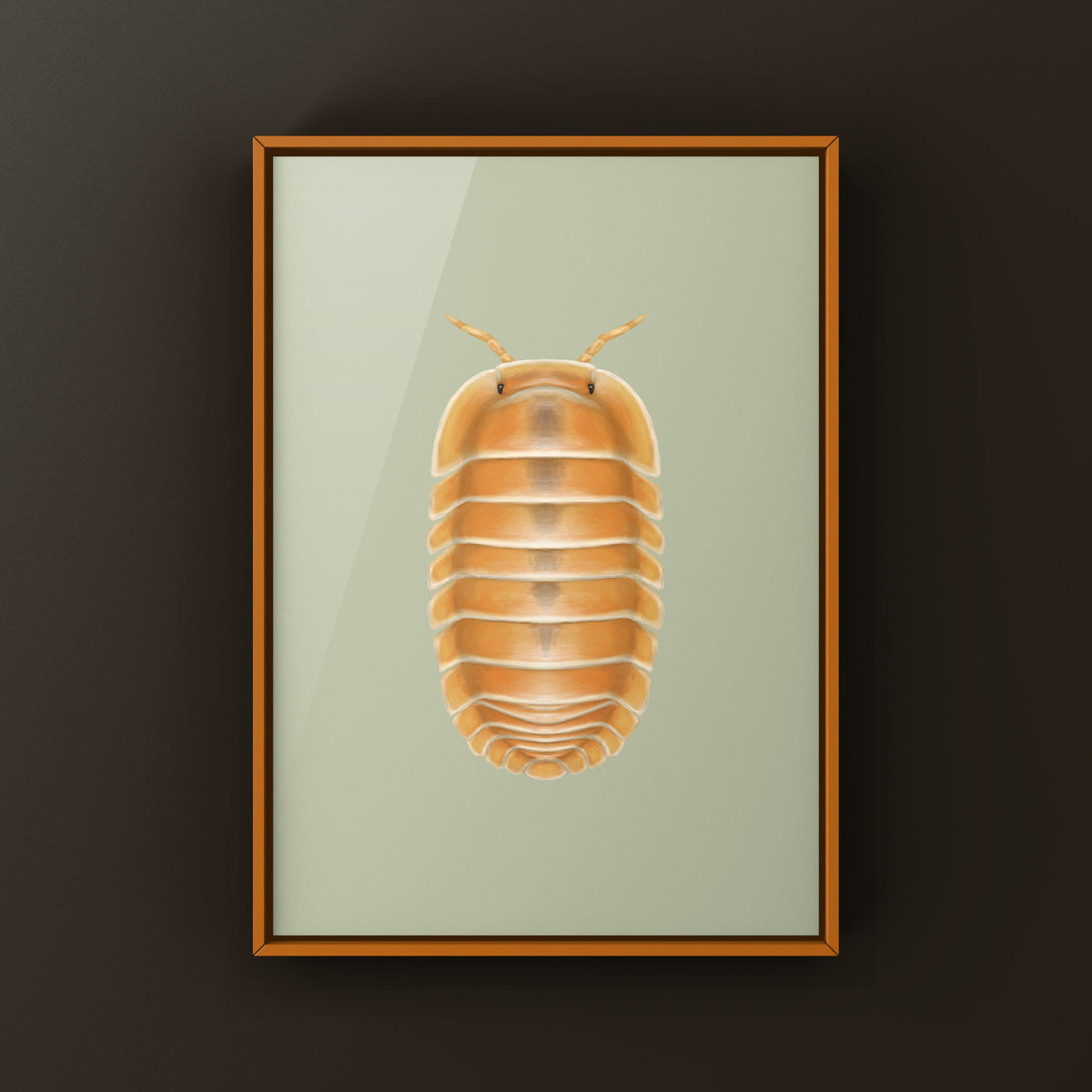 Crabby Isopod art print featuring Cubaris sp. Crabby, showcasing detailed illustration of the small crustacean on textured paper.