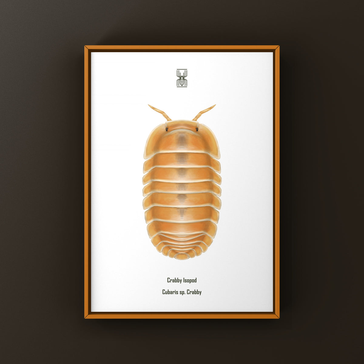 Colorful Crabby Isopod art print featuring a Cubaris sp. Crabby displayed on high-quality paper by The Silk Ranch.