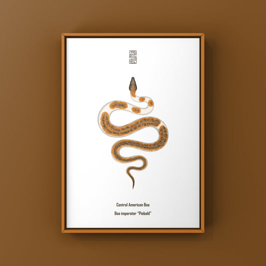 Piebald Central American Boa Art Print (Boa imperator)
