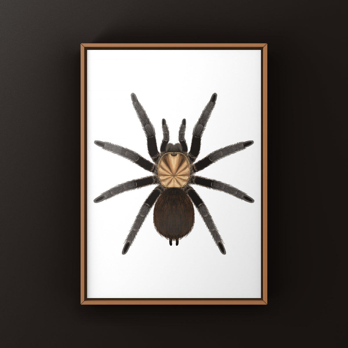 Texas Brown Tarantula Art Print (Aphonopelma hentzi) from The Silk Ranch